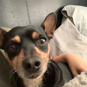 Meet your Posher, Abigail